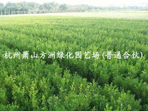 供应瓜子黄杨绿化苗木花卉 销售种苗 种子等供应商 供应瓜子黄杨绿化苗木花卉 销售种苗 种子等供应商