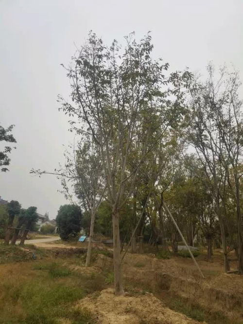 恭喜句容市天王镇荣创苗木种植园入驻苗木通 江苏黄荣 朴树