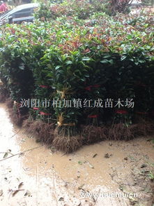 红枫 浏阳市国栋苗木种植专业合作社