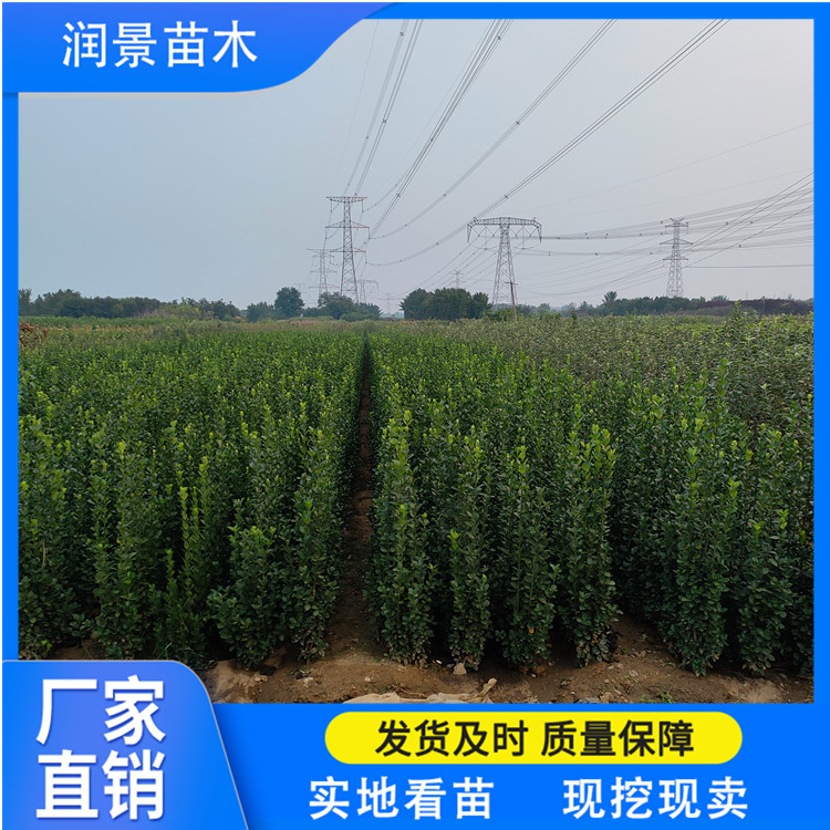 润景苗木 打造绿色围墙的四季之选——北海道黄杨绿篱指南