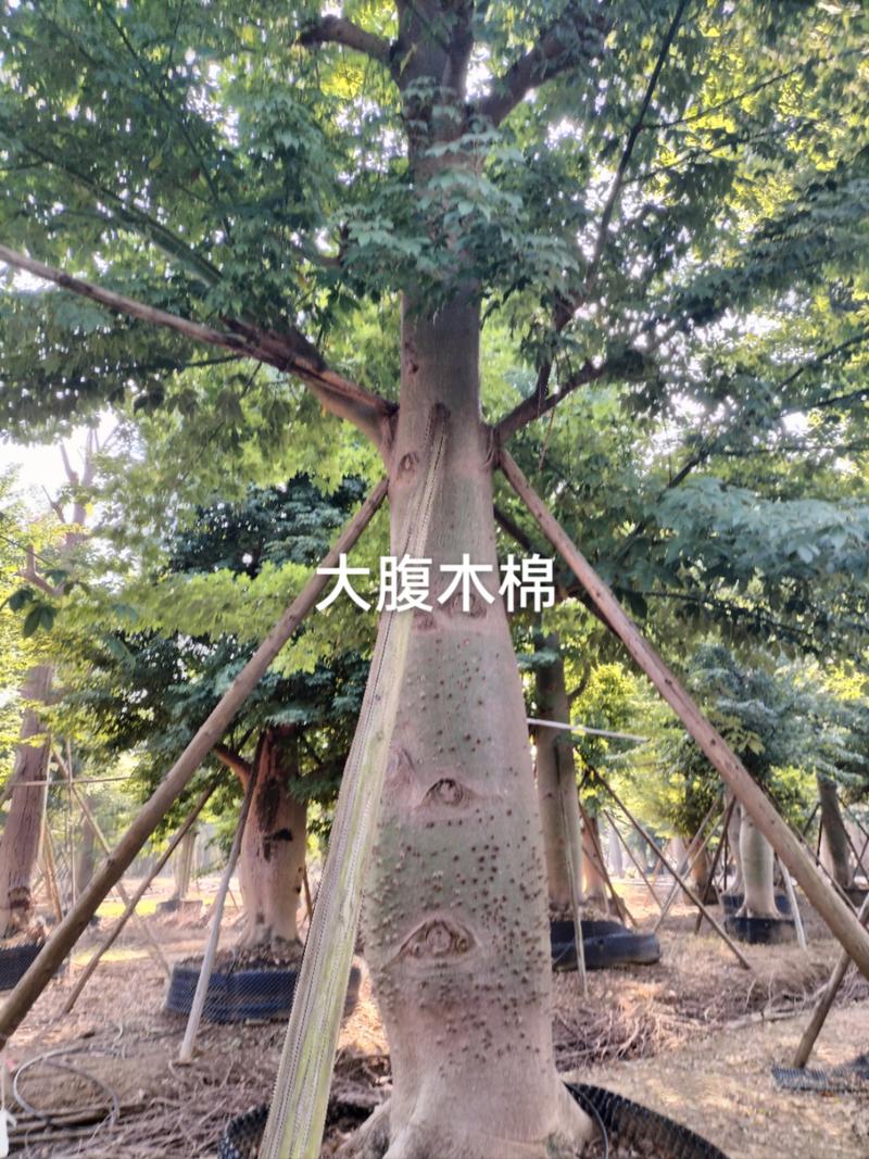 苗木种植与园林施工一体化 从选苗到成景的全程指南