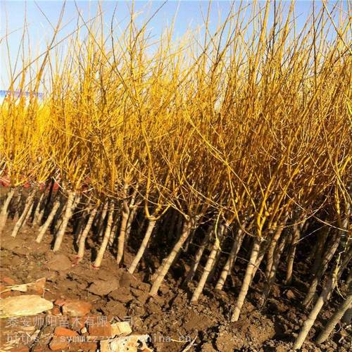13公分黄金槐新品种推广规模种植帅阳苗木成品苗工程苗