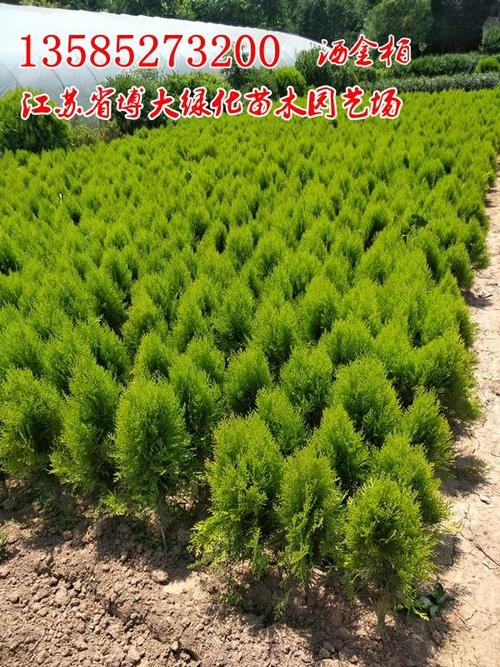洒金柏苗圃种植与绿篱苗批发 量大价低，绿化工程首选