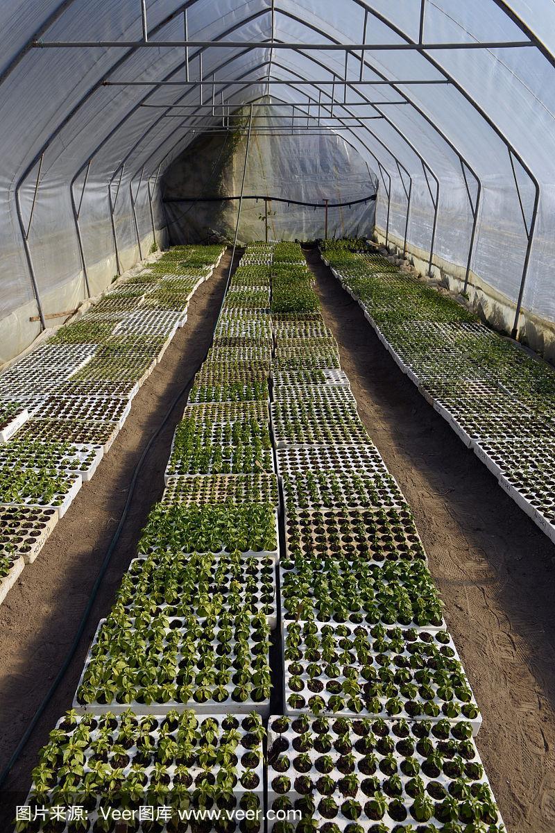 温室里种植树苗的技术与管理