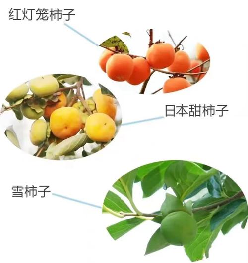 牛心柿子及甜柿脆柿苗的南北方种植与当年结果技术指南