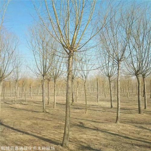 郓城县嘉通绿化苗木种植场 17公分国槐价格与批发种植指南