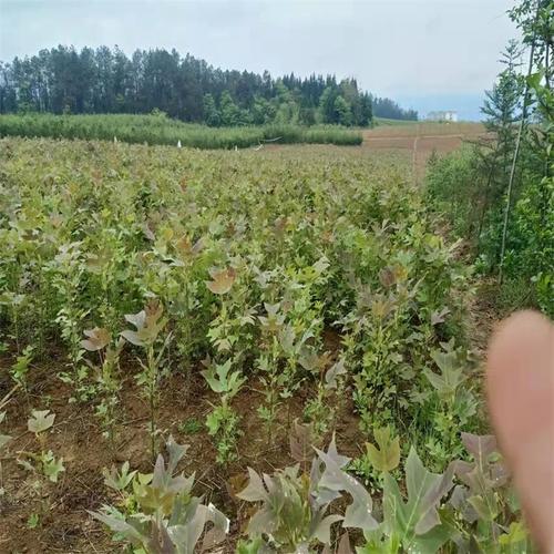 山桐子小苗 湿地护坡与园林造林的优选树种