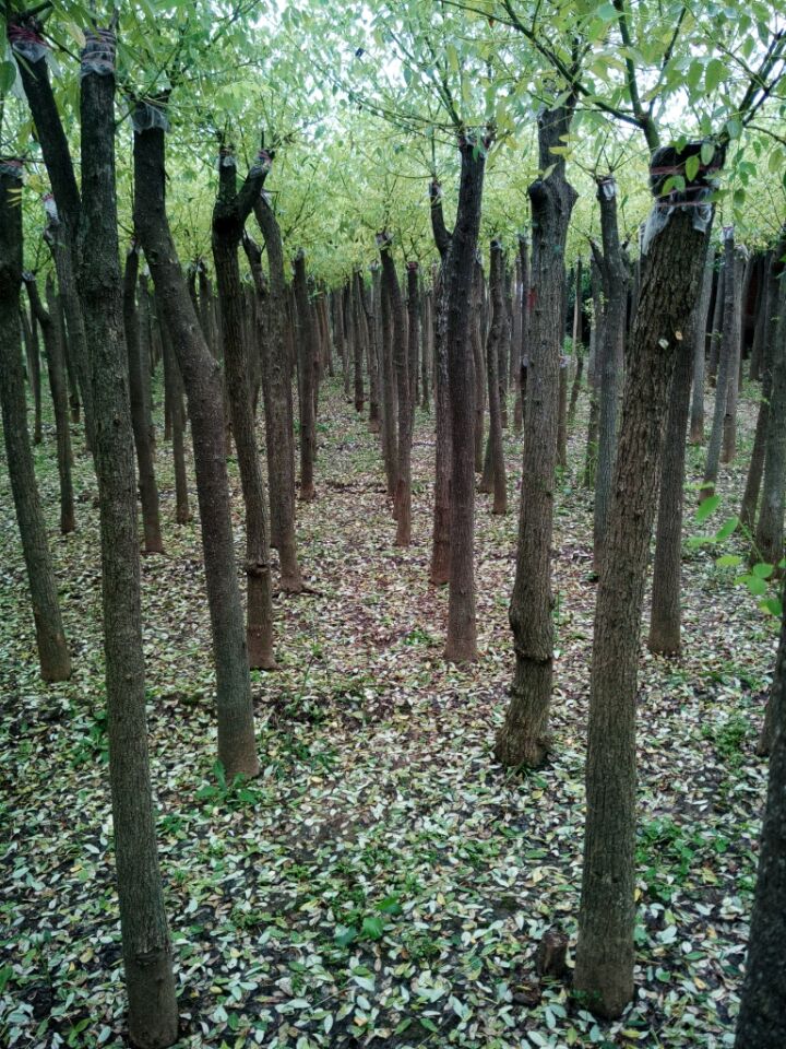 沭阳县好好园林建设供应信息 乔灌木苗木种植与供需指南