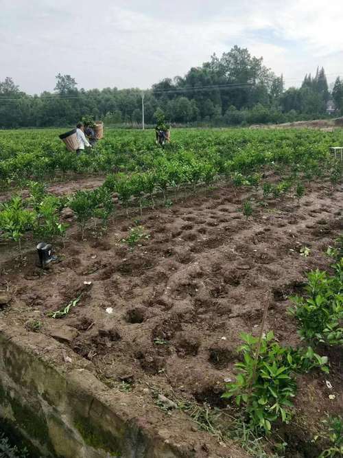 春见苗种植指南 简阳市勇菲苗木种植专业合作社的经验分享