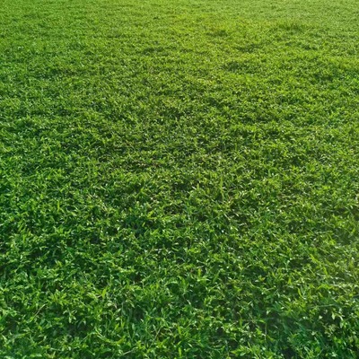 惠州市乐辉草皮苗木种植场 专业苗木种植的绿色典范