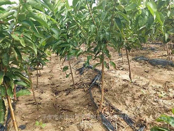 南方晚熟樱桃苗品种推荐与批发种植指南