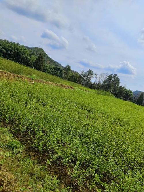 重庆君有林业 全国苗木销售的绿色使者